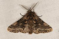 Lycia hirtaria