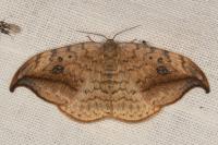Drepana falcataria