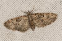 Gymnoscelis rufifasciata