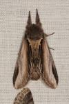 Pheosia tremula
