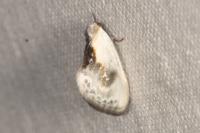 Cilix glaucata