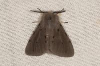 Diaphora mendica