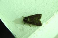 Peridroma saucia