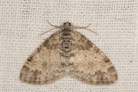 Lobophora halterata