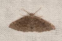 Aleucis distinctata
