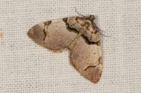 Anticlea derivata