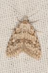 Nola cicatricalis