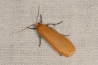 Wittia sororcula