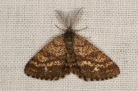 Ematurga atomaria