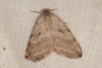 Aplocera