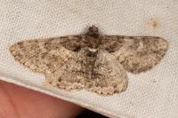 Cleora cinctaria