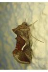 Macdunnoughia confusa