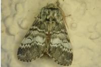 Drymonia ruficornis