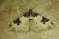 Xanthorhoe fluctuata