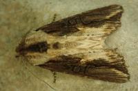Egira conspicillaris