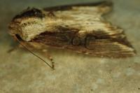 Egira conspicillaris