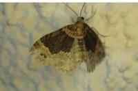 Xanthorhoe ferrugata