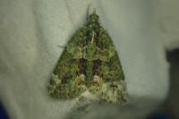 Chloroclysta siterata