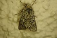 Xylocampa areola