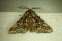 Lycia hirtaria