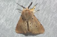 Diaphora mendica