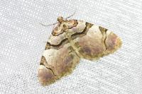 Anticlea derivata