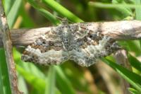 Epirrhoe alternata