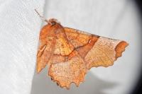 Selenia lunularia