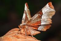 Selenia tetralunaria