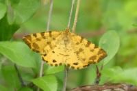Pseudopanthera macularia