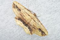Menophra abruptaria