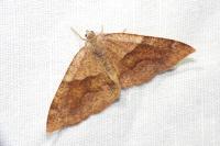 Plagodis pulveraria