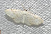 Asthena albulata