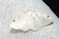 Lomographa bimaculata