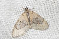 Acasis viretata