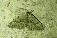 Coenotephria salicata