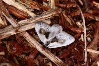 Cilix glaucata