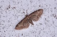 Eupithecia vulgata