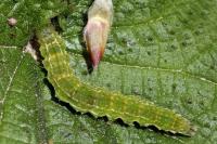 Hypena proboscidalis