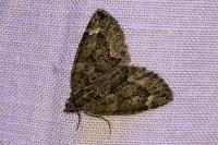 Chloroclysta siterata