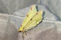 Opisthograptis luteolata