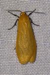 Wittia sororcula
