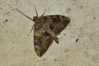Thera britannica/variata