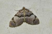 Anticlea derivata