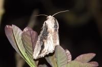 Egira conspicillaris