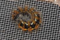 Euplagia quadripunctaria