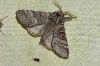 Drymonia ruficornis