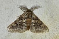 Lycia hirtaria