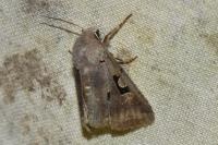 Orthosia gothica