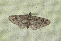 Gymnoscelis rufifasciata
